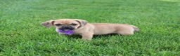 Puggle dogs for sale: Ryder - Ad 2