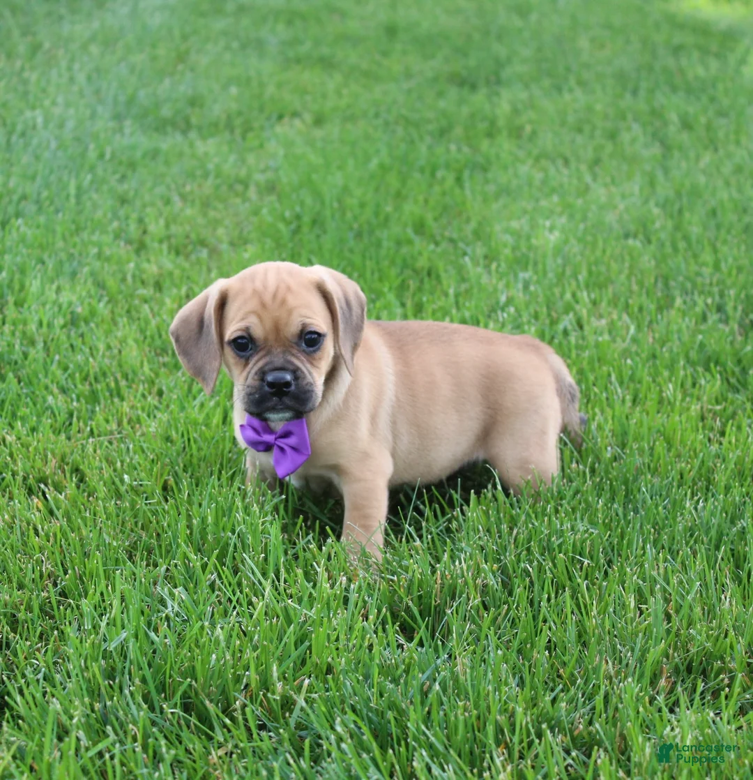 Puggle dogs for sale: Ryder - Ad 2