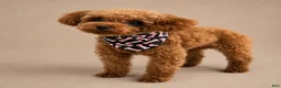 Toy Poodle dogs for sale: Toy Poodle 2 - Ad 7
