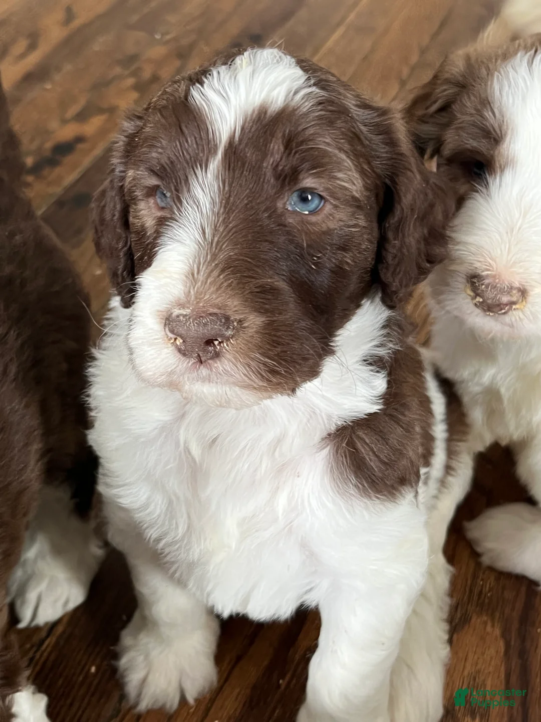 Sheepadoodle dogs for sale: Sheepadoodle Puppy Bay - Ad 1