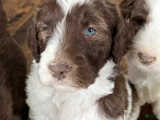 Sheepadoodle dogs Sheepadoodle Puppy Bay - Ad 41
