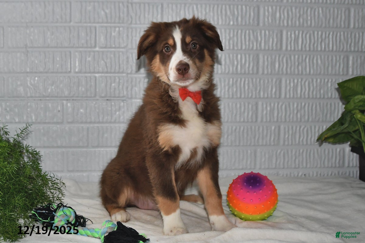 Australian Shepherd dogs Dasher - Ad 15