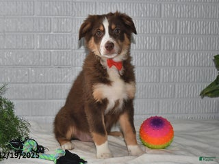 Australian Shepherd dogs Dasher - Ad 15