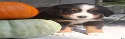 Bernese Mountain Dog dogs for sale: Lexi - Ad 4