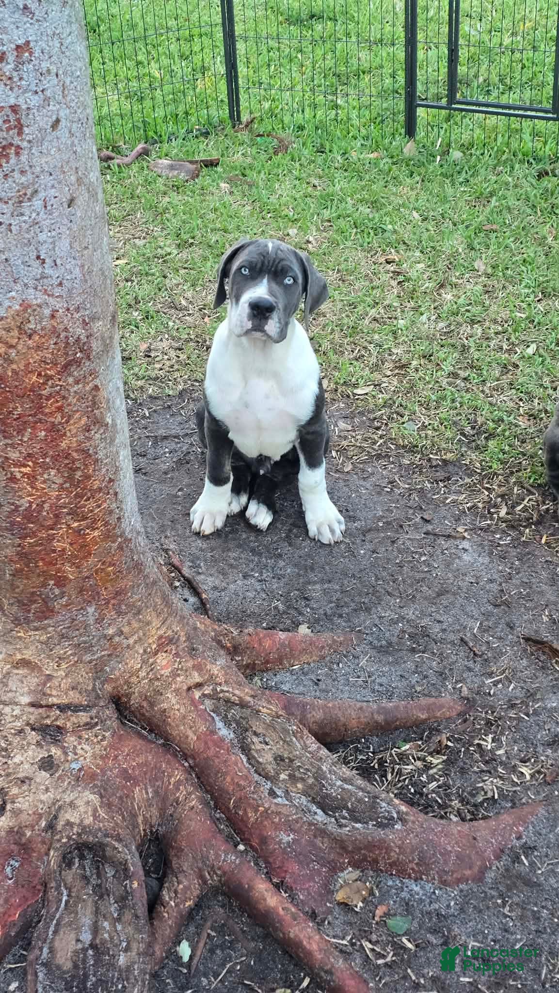 Cane Corso dogs Gunner - Ad 1