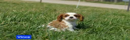 Cavalier King Charles Spaniel dogs for sale: Vince  - Ad 6