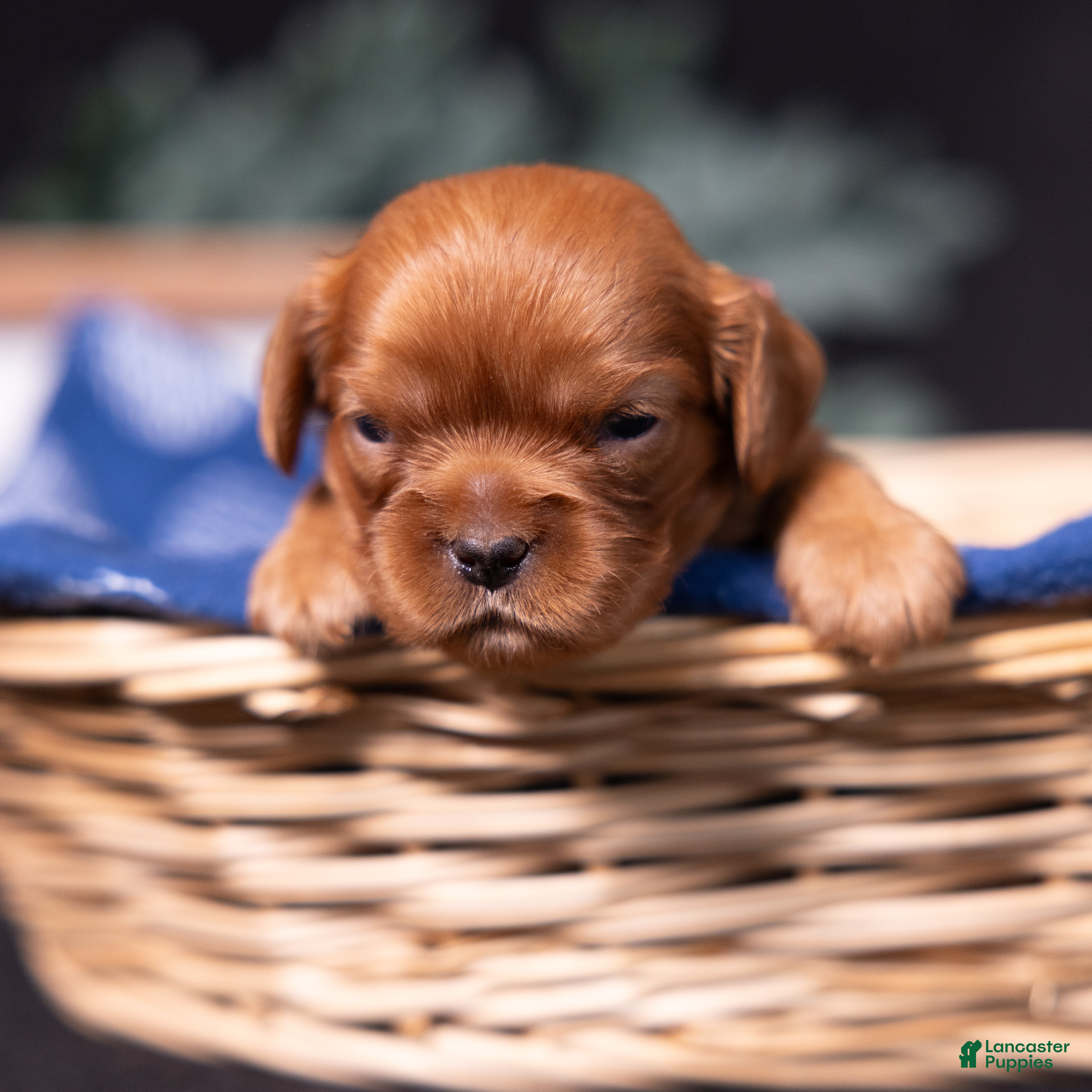 Cavalier King Charles Spaniel dogs Aristotle - Ad 2