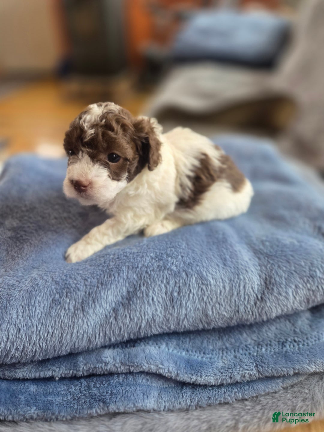 Toy Poodle dogs for sale: Toy Poodle Puppy 3 - Ad 2