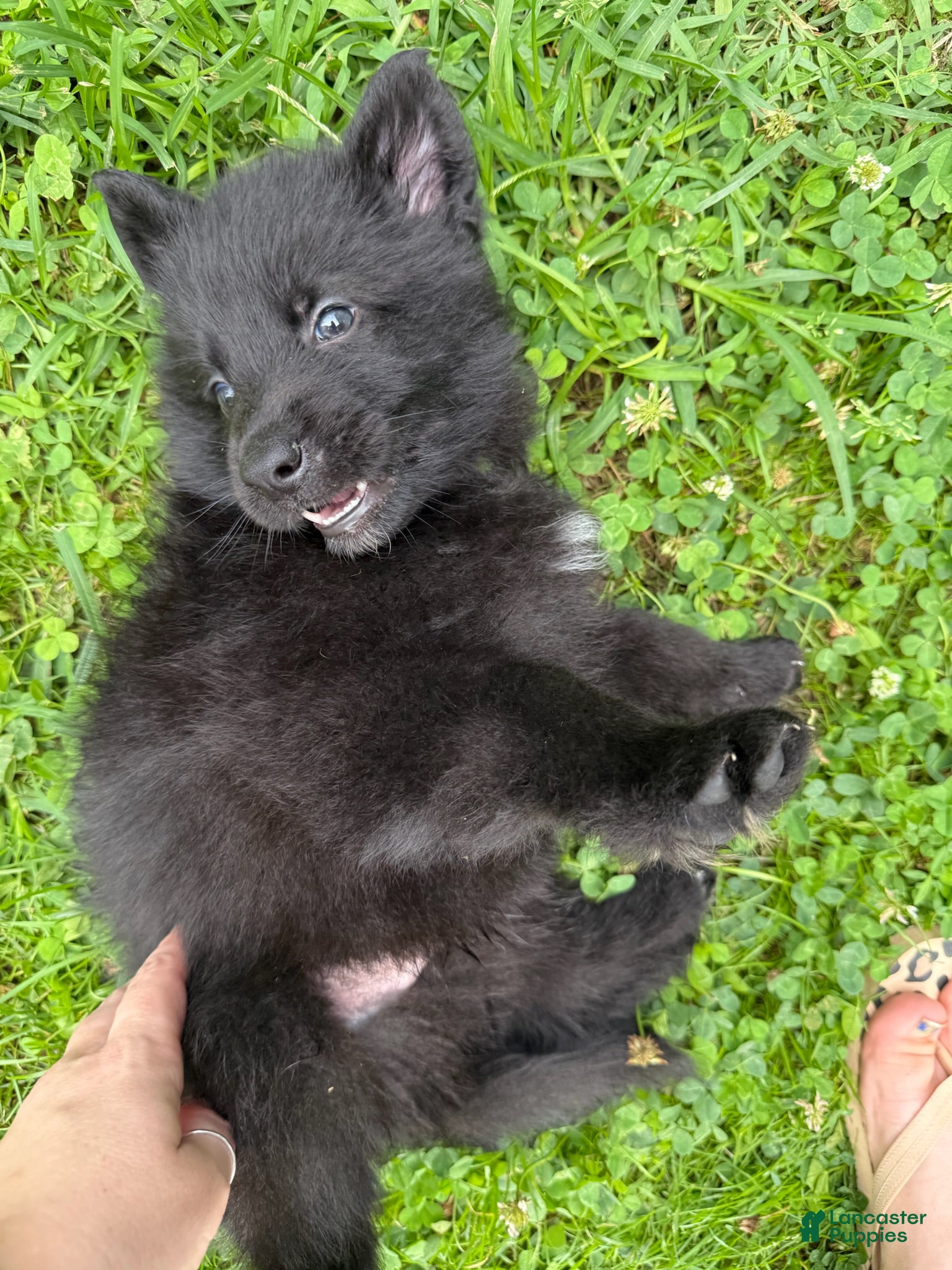 German Shepherd dogs Brisket - Ad 2
