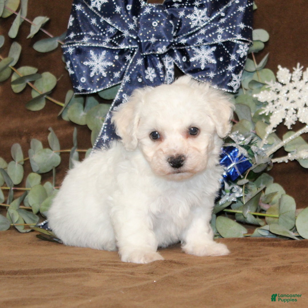 Bichon Frise dogs for sale: Tipton - Ad 2