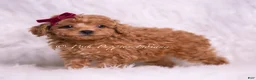 Toy Poodle dogs for sale: Olive - Ad 6