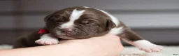 Cane Corso dogs for sale: Candy Coated Hershey: North American Mastiff  - Ad 3