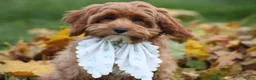 Cavapoo dogs for sale: Selia - Ad 3