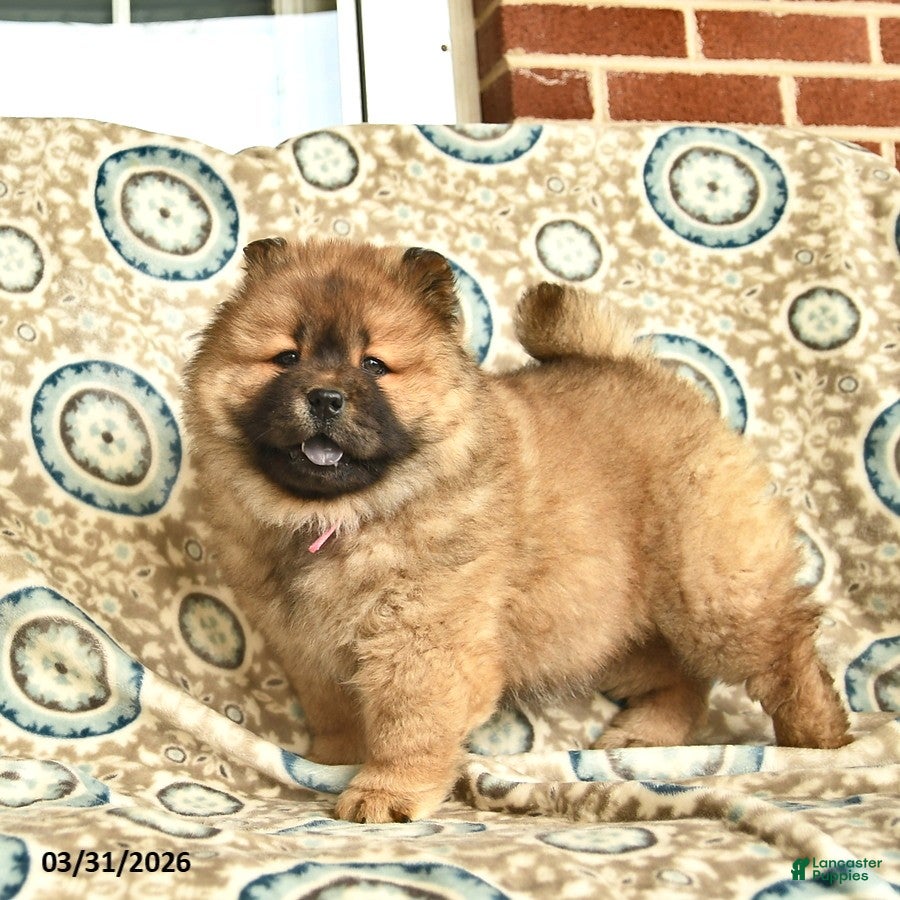 Chow Chow dogs Taffina  - Ad 2