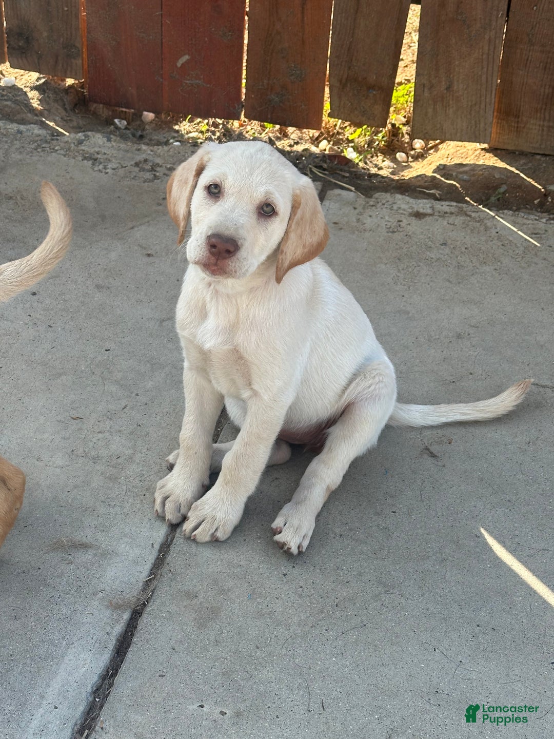Labrador Retriever dogs for sale: Labrador Retriever Puppy 4 - Ad 10