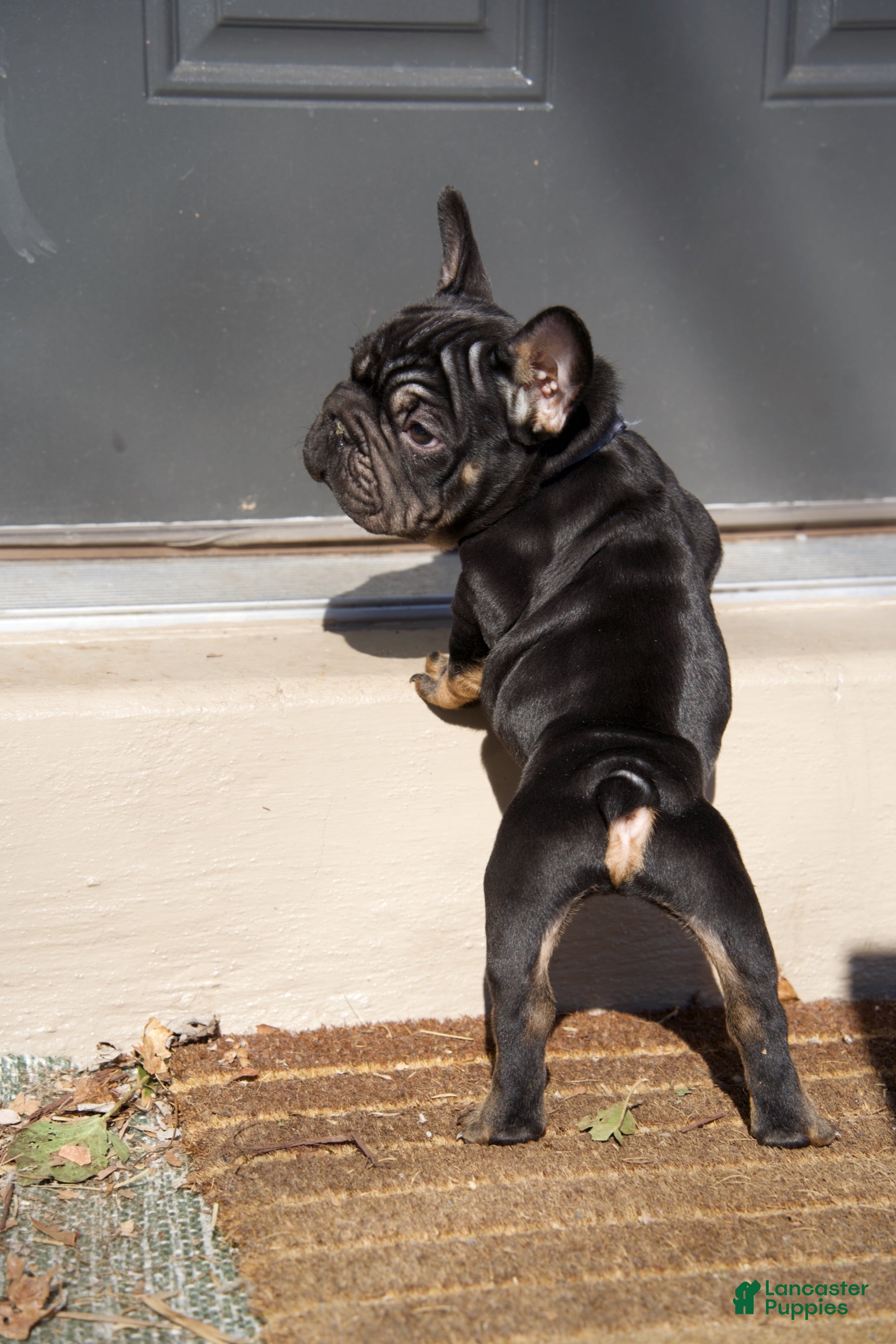 French Bulldog dogs Potatoe - Ad 2