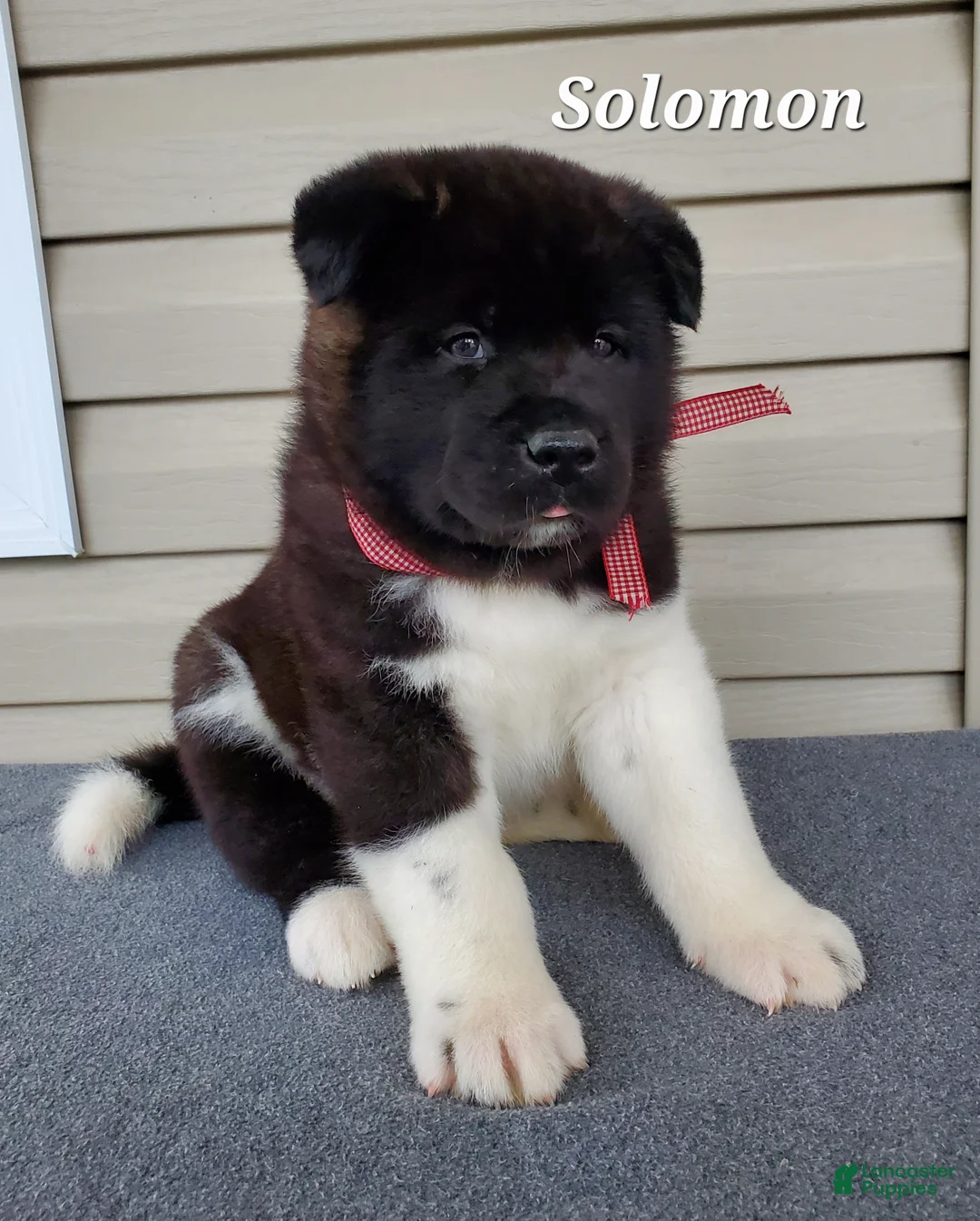 Akita dogs for sale: Solomon - Ad 4