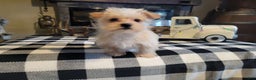 Morkie dogs for sale: Champ - Ad 1
