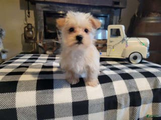 Morkie dogs Champ - Ad 16