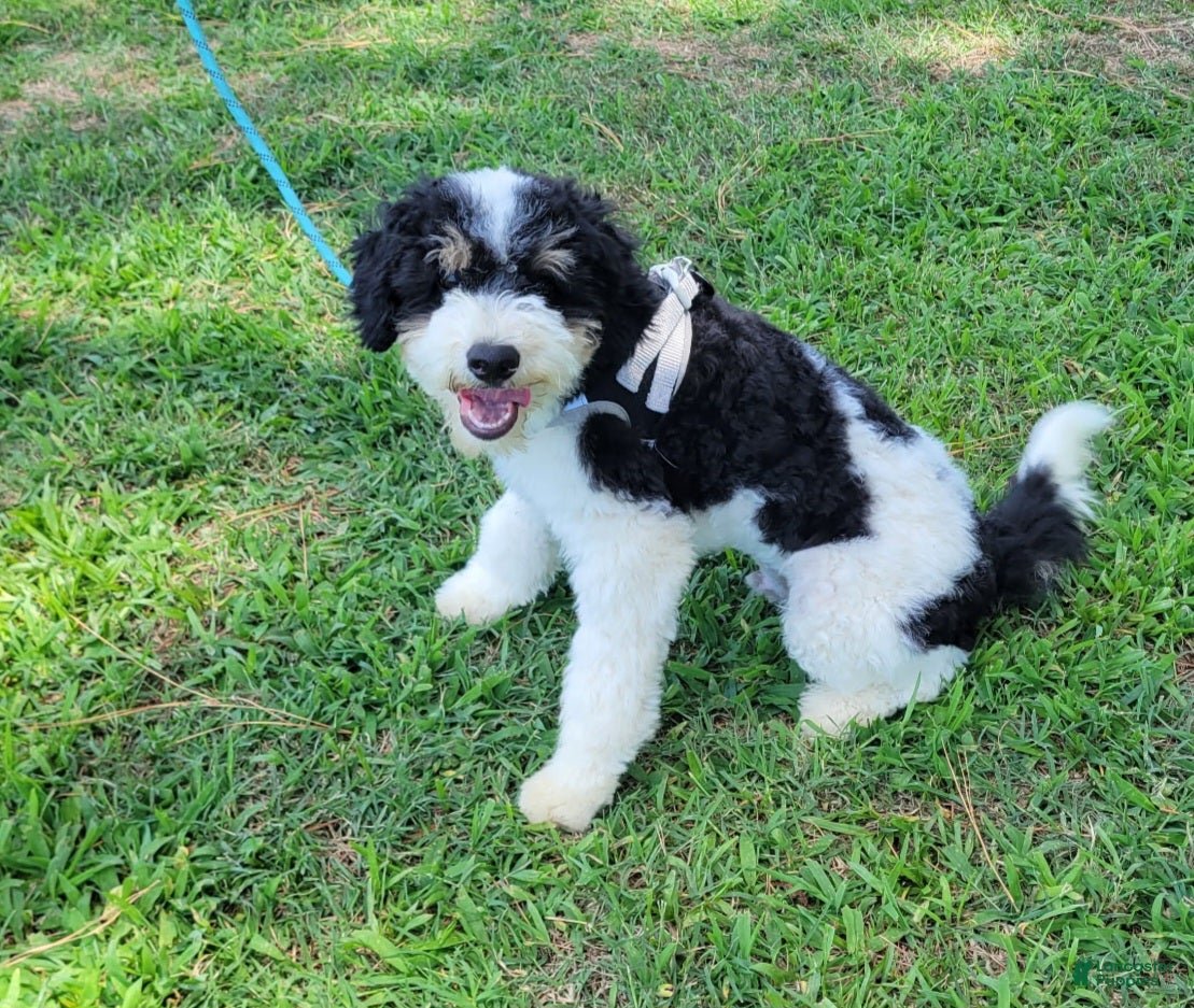 Mini Bernedoodle dogs F1b Hardy - Ad 10