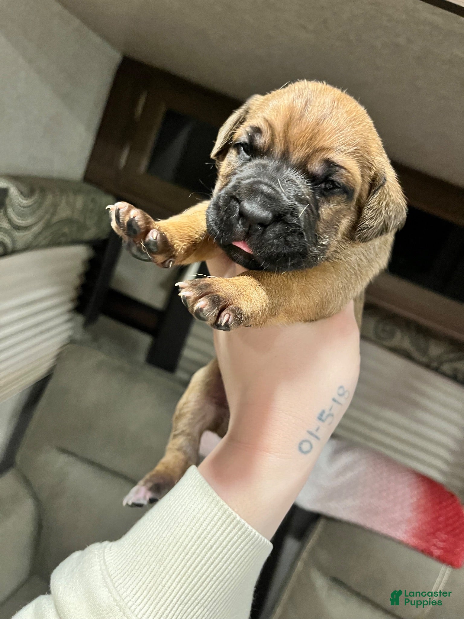 Cane Corso dogs Cane Corso 1 - Ad 1