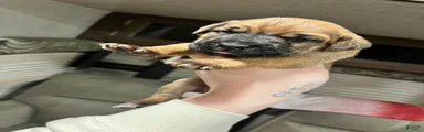 Cane Corso 1
