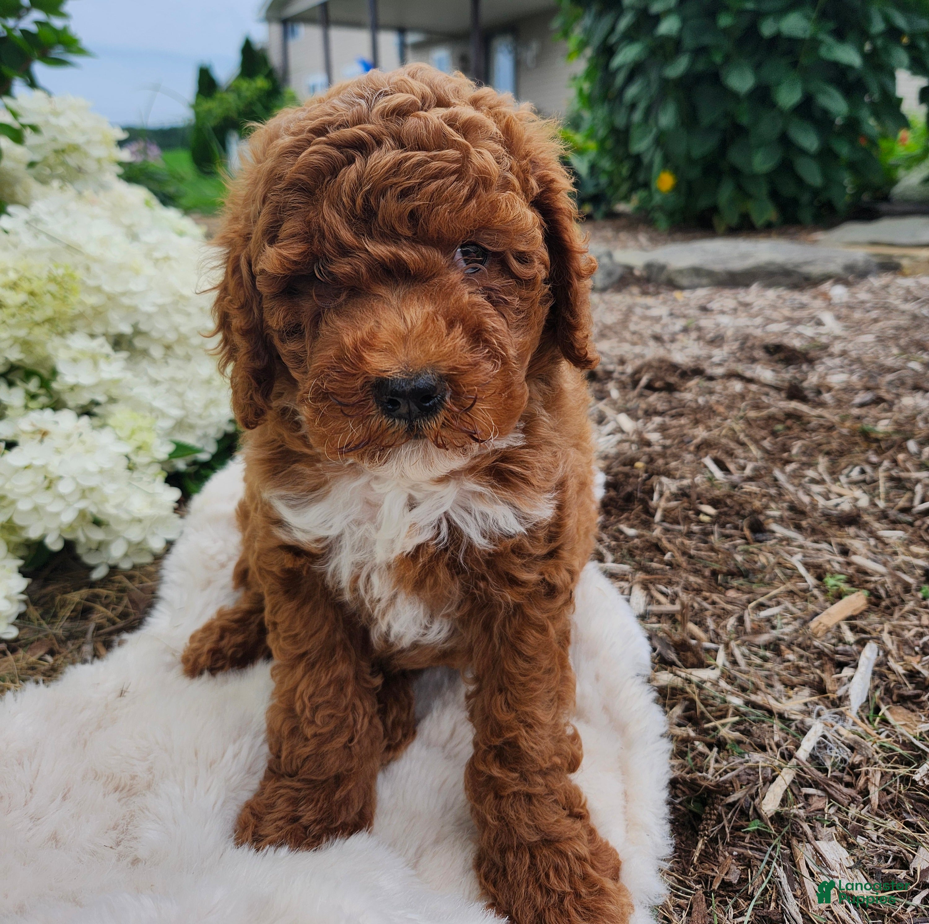 Miniature Poodle dogs Jazzy  - Ad 1
