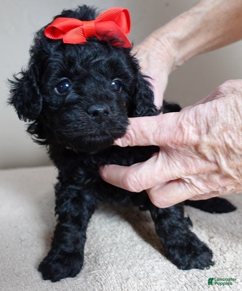 Toy Poodle dogs Benny - Ad 9
