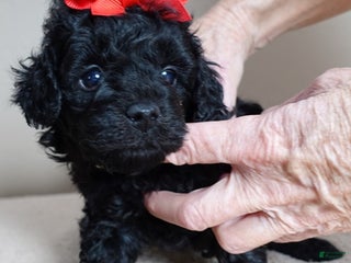 Toy Poodle dogs Benny - Ad 36
