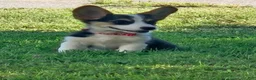 Welsh Corgi Pembroke dogs for sale: Teal (New Collar: Red) Female - Ad 4