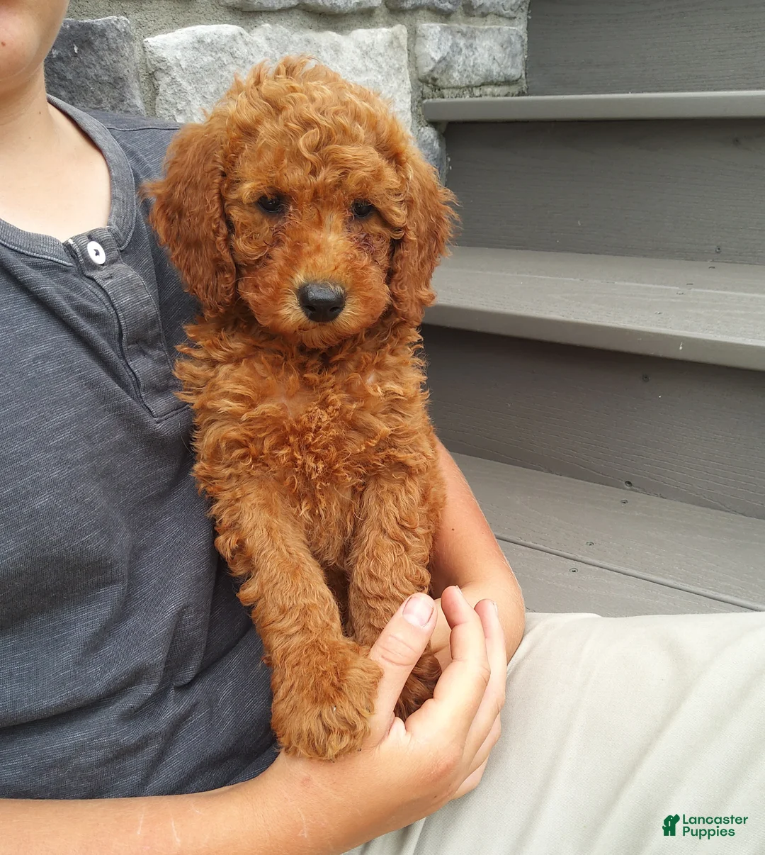 Miniature Poodle dogs for sale: Miniature Poodle 1 - Ad 1
