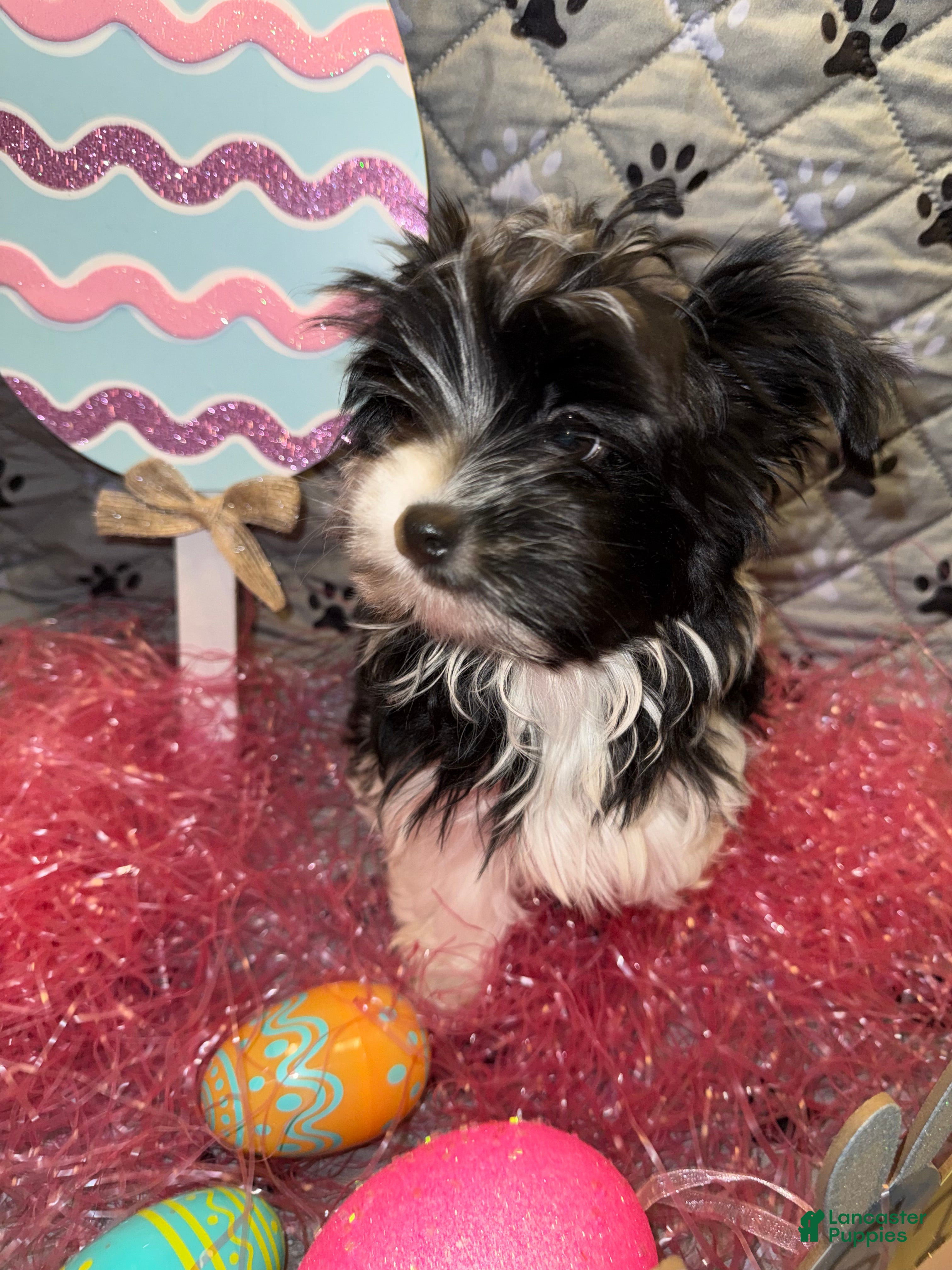 Yorkshire Terrier dogs for sale: Princess - Ad 17