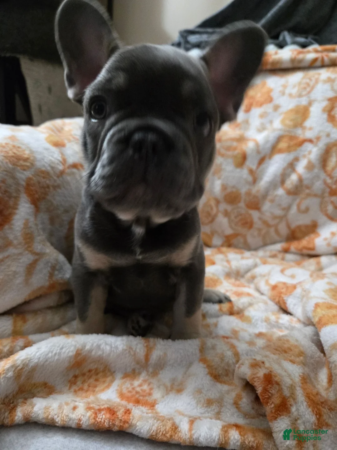 French Bulldog dogs for sale: Yokey bear - Ad 2