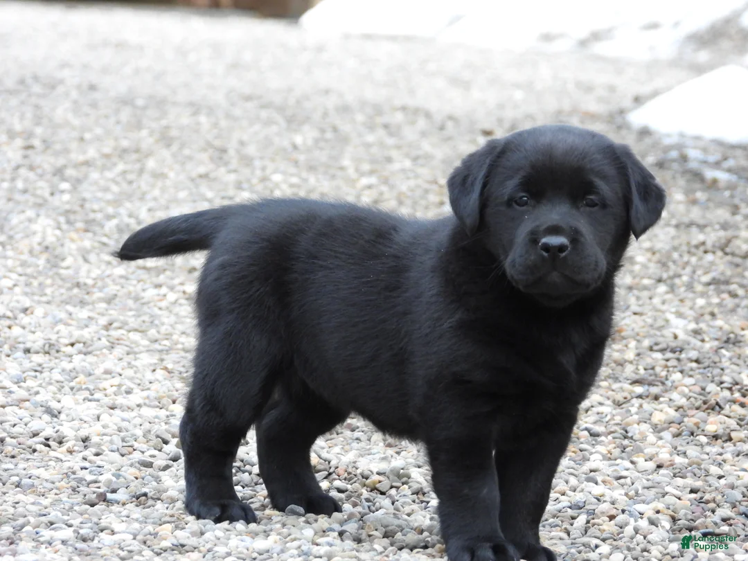 Labrador Retriever dogs for sale: Labrador Retriever Puppy 3 - Ad 8