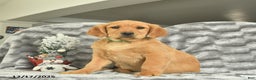 Miniature Golden Retriever dogs for sale: Banjo  - Ad 2