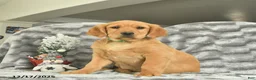 Miniature Golden Retriever dogs for sale: Banjo  - Ad 2