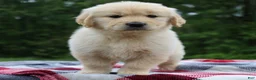 Golden Retriever dogs for sale: Theo - Ad 3