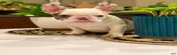 French Bulldog dogs for sale: French Bulldog Puppy 1 - Ad 5