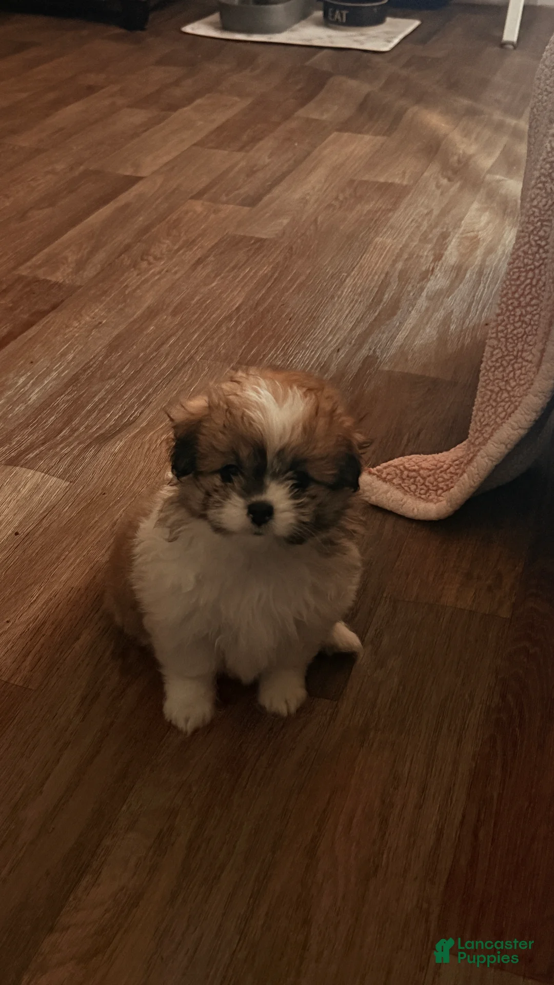 Mixed Breed dogs for sale: Blessing - Ad 1