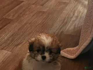 Mixed Breed dogs Blessing - Ad 12