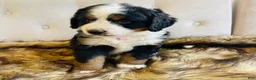 Bernedoodle dogs for sale: Mai Tai - Ultra Bernedoodle  - Ad 2