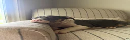 American Bully dogs for sale: Joker - Ad 7
