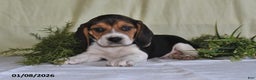 Beagle dogs for sale: Koby - Ad 4