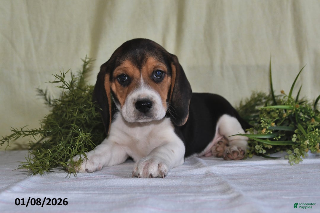 Beagle dogs for sale: Koby - Ad 4