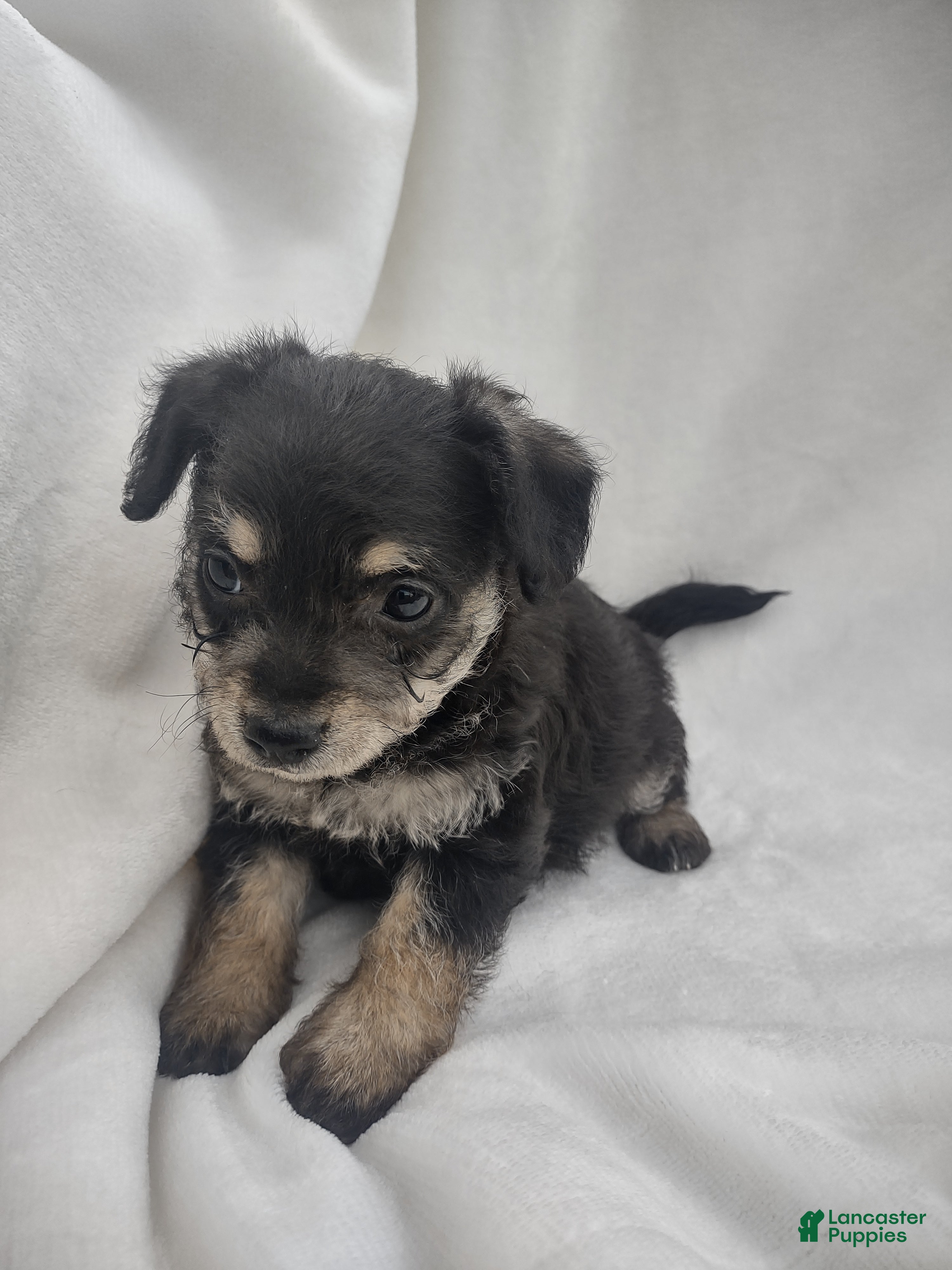 Chipoo dogs Jordin - Ad 4