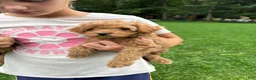 Mini Goldendoodle dogs for sale: Gunner  - Ad 4