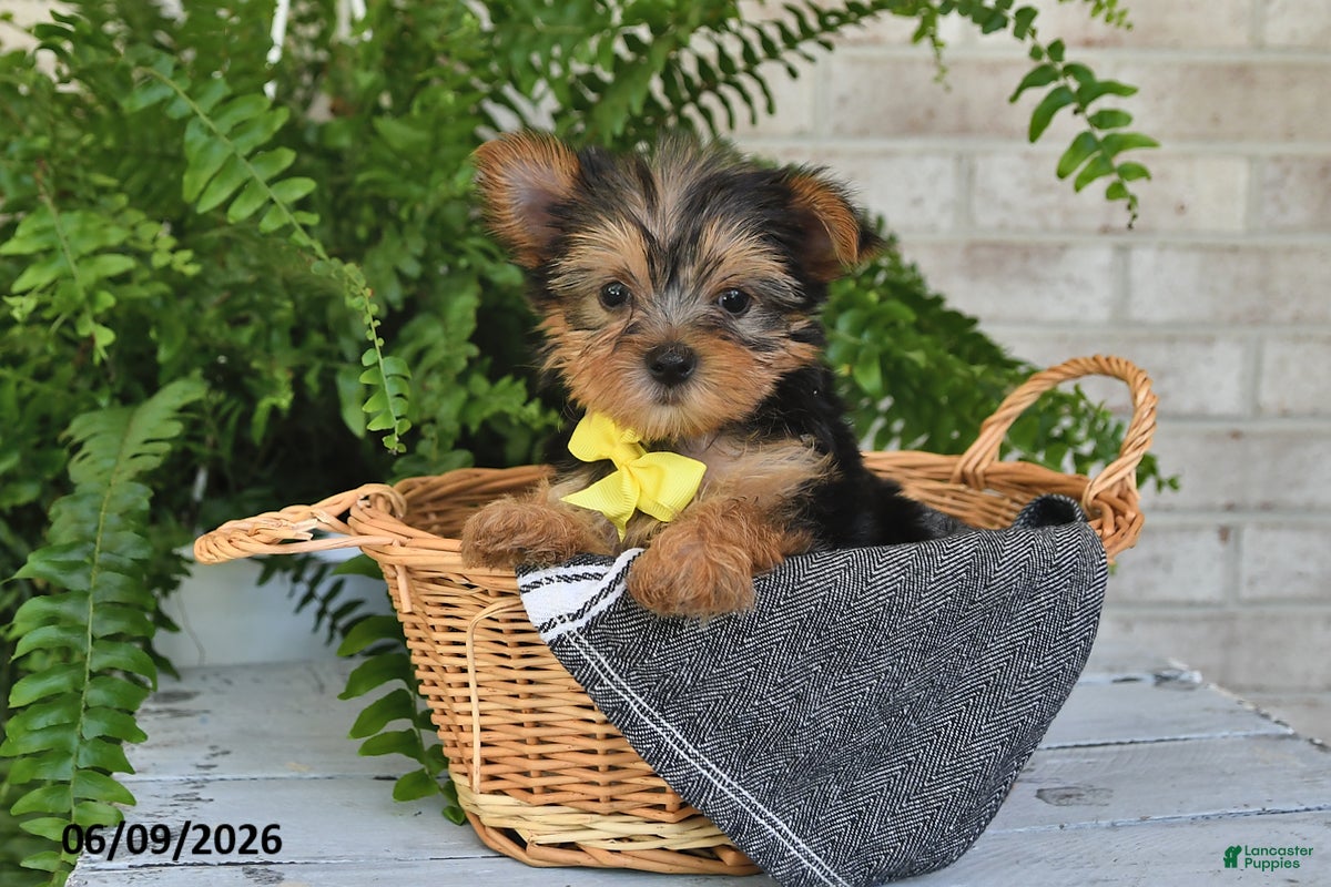Yorkshire Terrier dogs Benny - Ad 1