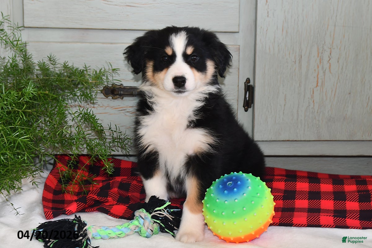 Australian Shepherd dogs Bella   - Ad 1