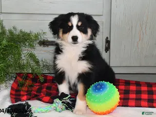 Australian Shepherd dogs for sale: Bella - Ad 3