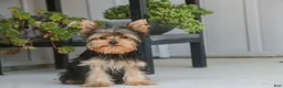 Yorkshire Terrier dogs for sale: Spunky - Ad 8